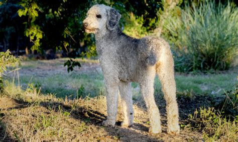 Phantom Poodle Puppies! – Waco Poodles