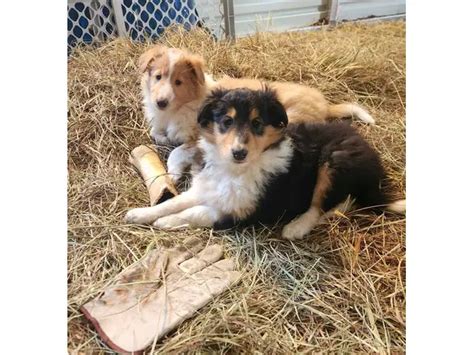 3 Cute AKC Rough Collie puppies for sale in Stillwater - Puppies for ...