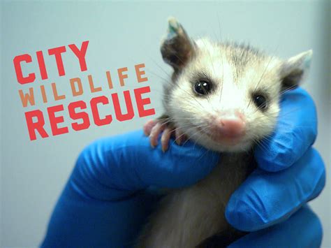 Prime Video: CITY WILDLIFE RESCUE