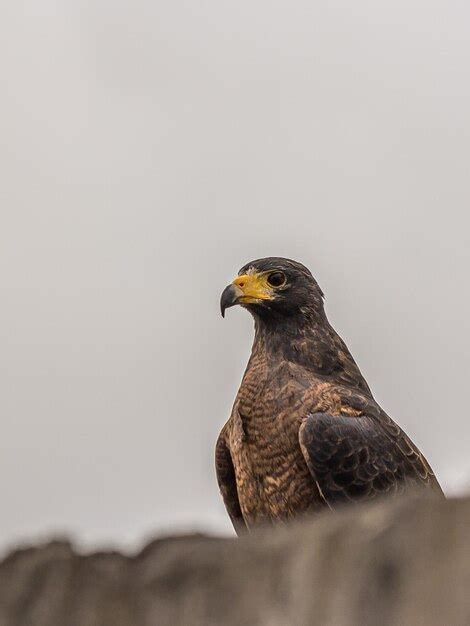 Premium Photo | Portrait of a small predatory hawk looking out for prey