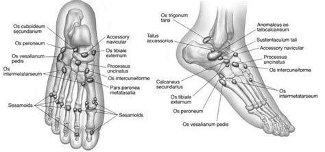 Lower Extremity Os - Foot & Ankle - Orthobullets