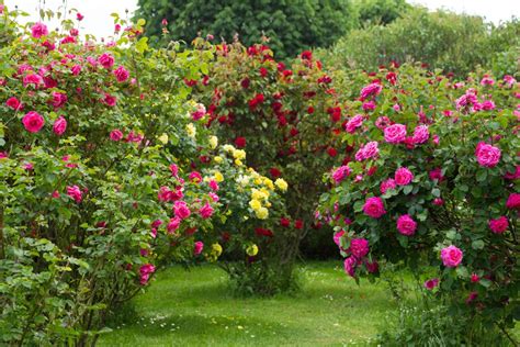 Win a rose bush plant from local club | South Coast | theworldlink.com