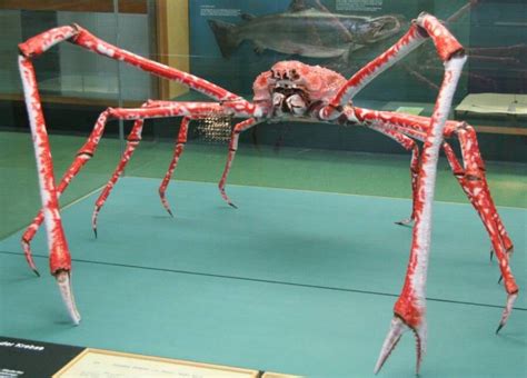 Meet The Japanese Spider Crab, The 'Daddy Long Legs Of The Sea'