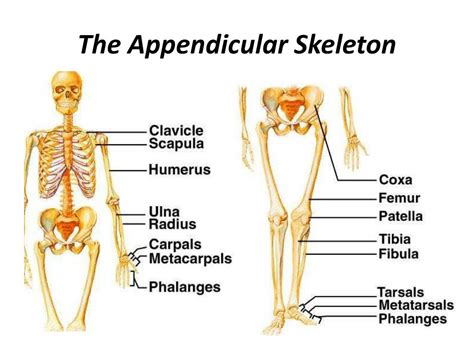 PPT - The Skeleton is divided into 2 parts: PowerPoint Presentation ...