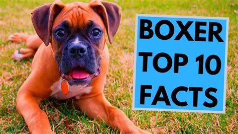 Boxer Dog Breed - TOP 10 Interesting Facts - YouTube