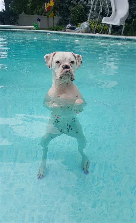 I don't wanna swim! | Funny animal pictures, Boxer dogs, Funny animals