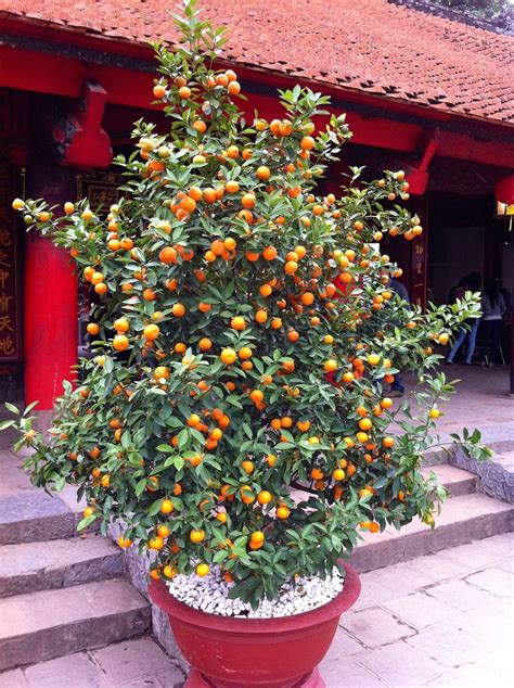 apricots | The Frustrated Gardener | Fruit trees in containers, Plants ...