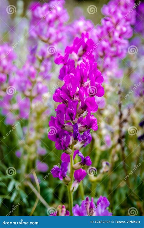 Colorado Mountain Wildflowers Stock Photo - Image: 42482395