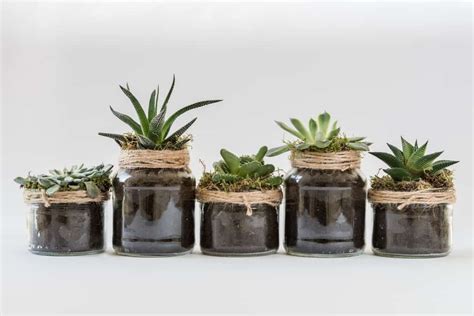 Coffee Grounds For Succulents - Is It Good? | The Indoor Gardens