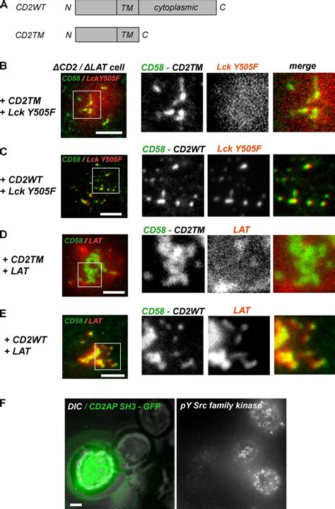 CD2-mediated signaling requires its cytoplasmic domain. (A) A schematic ...