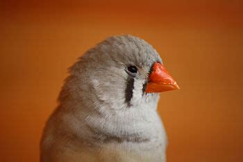 Birds at Home: Breeding FINCHES