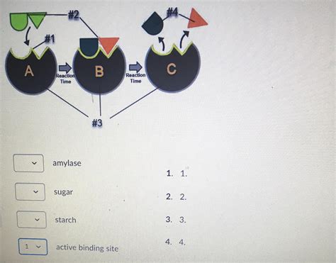 Enzyme Substrate Active Site Diagram