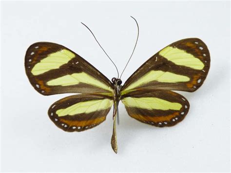 Aeria eurimedia ssp. pacifica male - AUREUS butterflies & insects