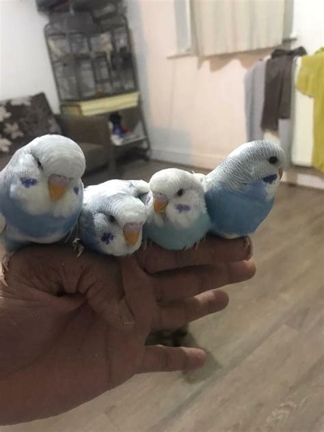 Baby budgies for sale | in Newham, London | Gumtree