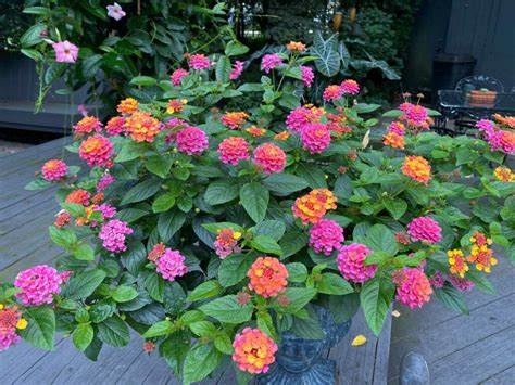 How to Grow Lantana in Pots: Ultimate Care Guide