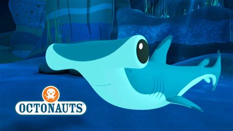 Octonauts: Hammer Head Sharks In Trouble - YouTube