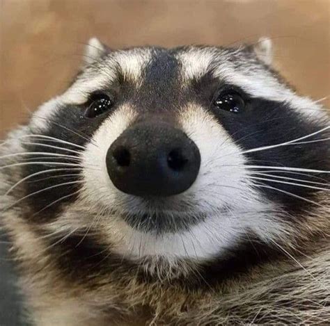 ★𝐌𝐘𝐆𝐌𝐄𝐓𝐀𝐋 in 2024 | Raccoon funny, Scary animals, Cute raccoon