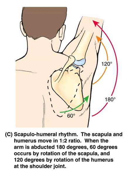 What is Scapular Winging? See Exercises to Fix Scapular Dyskinesis