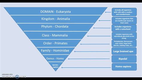 Understanding the Linnaean Classification System - YouTube