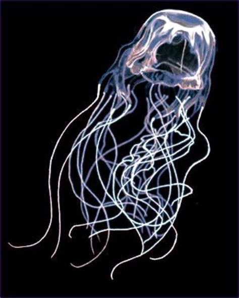 How to Treat Box Jellyfish Stings | HubPages