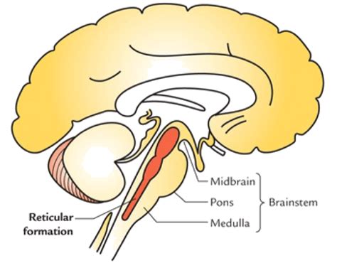 Brain Diagram Reticular Formation