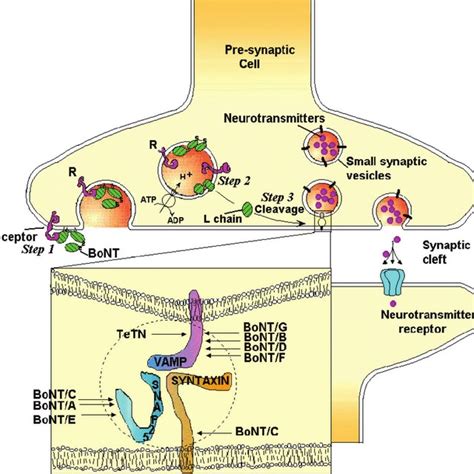 Schematic of alkaline phosphatase signal amplification. | Download ...