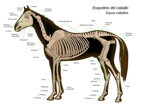 Un caballo tiene 205 huesos.25 Su columna vertebral está compuesta por 51 vértebras. Una ...