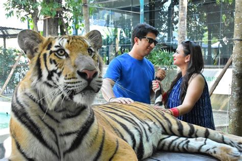 Park Life: New Tiger Park to open in Chalong already challenged on ...