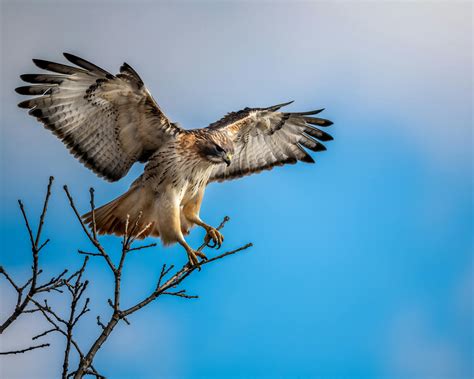 Hawk with spread wings sitting on leafless tree branch · Free Stock Photo