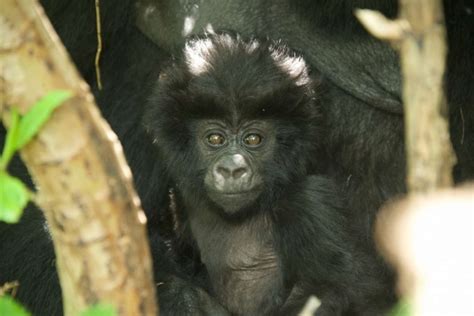 These 24 Gorilla Babies Are The Most Adorable Reasons To Celebrate ...