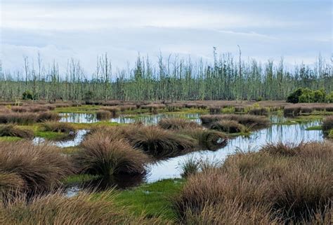 Bog Snorkelling | Wales' Mind-Boggling Water Sport | Blog