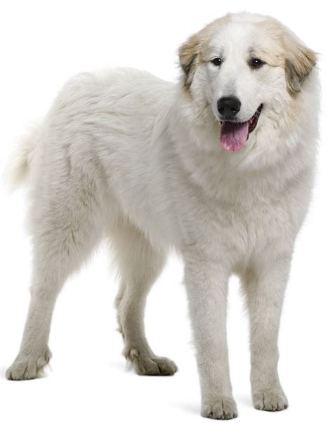 Great Pyrenees - Dog Breed Guide