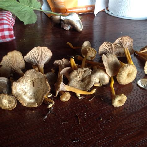 Mushroom Foraging | CSFS at UBC Farm