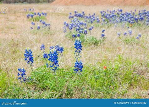 Bluebonnet and Indian Paintbrush Wildflowers Stock Image - Image of ...