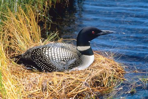 Common loon | North American, diving, waterfowl | Britannica