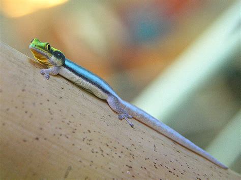 Neon Day Gecko aka Klemmer's Yellow-headed Day Gecko | Flickr