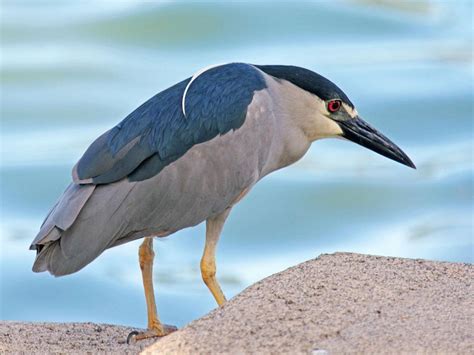 Black-crowned Night-Heron "Nycticorax nycticorax" | Boreal Songbird ...