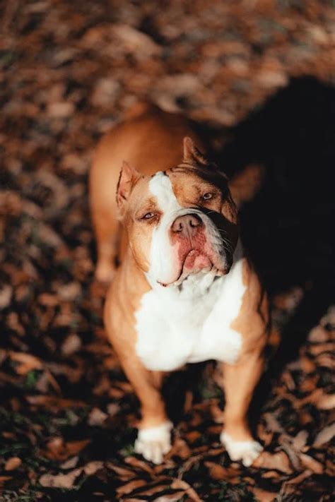 The Micro Bully: What You Need to Know About This Exotic Dog