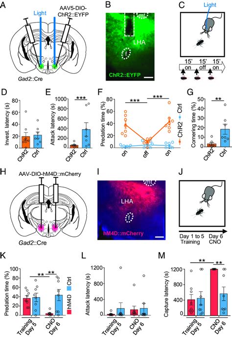 LHA Gad2+ neurons promote predation. (A) Gad2::Cre transgenic mice were ...