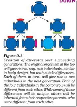 Biology X | CHAPTER – 9 Heredity and Evolution | ACCUMULATION OF VARIATION DURING REPRODUCTION ...