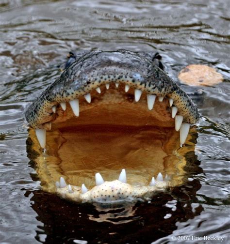 open alligator mouth - Google Search | Best of florida, Alligator, + logo