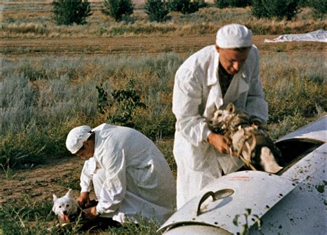 "Belka" and "Strelka", Soviet space dogs after landing. USSR, 1960. [1800x1295] : r/HistoryPorn