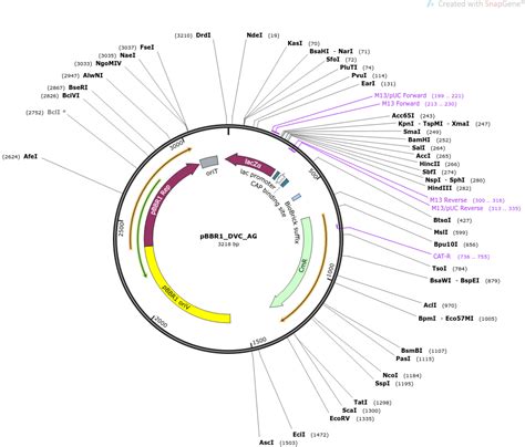 Addgene: pBBR1_DVC_AG