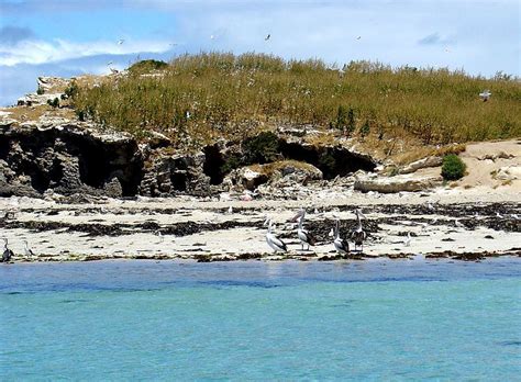 Penguin Island In Western Australia | Animal Photo