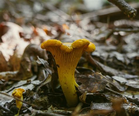 Chanterelle Mushroom Identification (and Look-Alikes to Avoid)