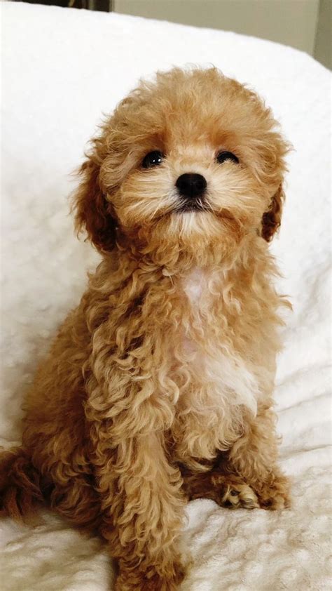 Maltipoo Puppy Care: Everything You Need To Know | Maltipoo puppy ...