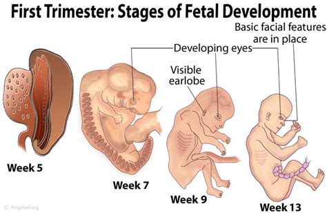 Dental Perception: Pregnancy and dental treatment .....always recommended