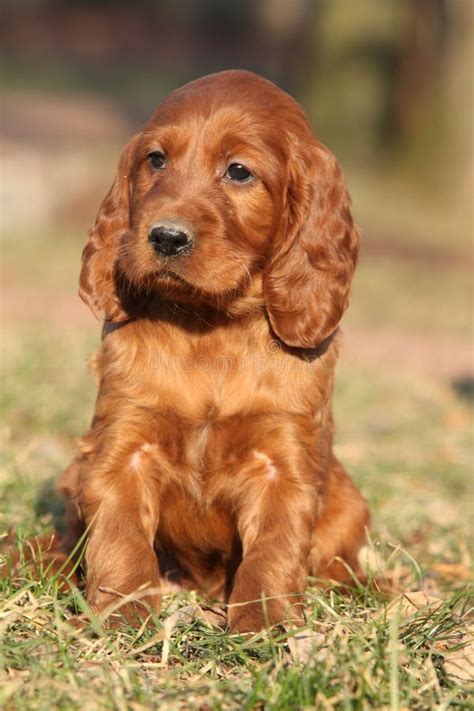 Irish Red Setter Puppy In Nature Stock Photo - Image: 36524338