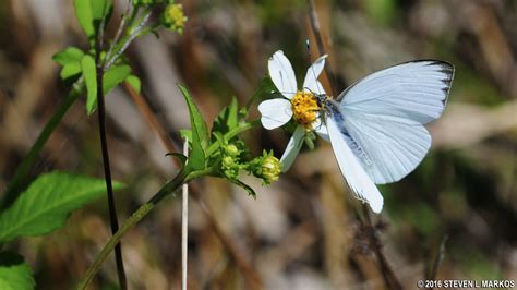 Canaveral National Seashore | WILD BIRDS UNLIMITED TRAIL