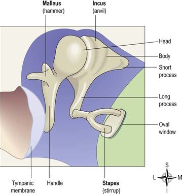 Auditory ossicles function - energytyred